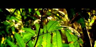 The Link: Uncovering Our Earliest Ancestors