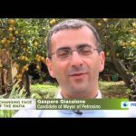 The Changing Face of the Mafia