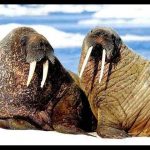 Heavyweights with Unexpected Skills