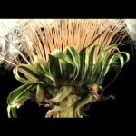 Animate Earth: Science, Intuition and Gaia